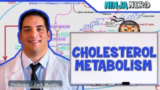 Metabolism  Cholesterol Metabolism [upl. by Odrareve]