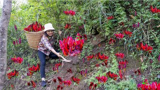 Harvesting red mushrooms  Go to market to sell  Simple and peaceful meal [upl. by Tye995]