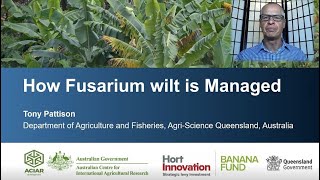 How to manage Fusarium wilt [upl. by Hecker964]