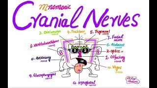 Cranial Nerves easy mnemonic for plab Usmle [upl. by Elamrej900]