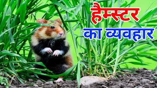 Hamster Animal Behavior  hamster facts  Hamsters wildlife documentary in Hindi [upl. by Adnohsirk7]