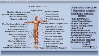 Lecția 20 Sistemul muscular I [upl. by Aitnom]