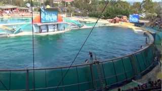 Killer whale show Marineland Antibes France [upl. by Debarath]