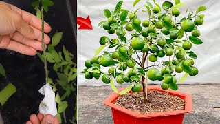 Video summarizing how to propagate fruit trees with unique simple branches at home and save money [upl. by Oine]