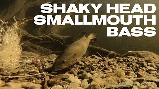 Shaky Head Smallmouth Bass shorts [upl. by Corrina]