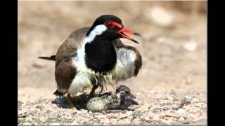 Red Wattled Lapwing [upl. by Ainatnas230]