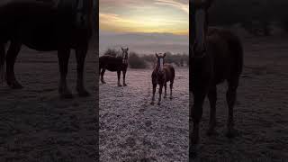 Enchanting Dawn in Romanias Carpathians Horses Fog amp Ancient Mysteries 🌄🐎 [upl. by Bunni457]