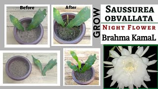 How To Grow Brahma KamaL Flower Plant From Leaf Cutting And How To repot It l Saussurea Obvallata [upl. by Eltsryk]