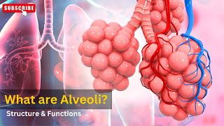 Alveoli function in respiratory system Alveoli gas exchange Structure and functions of alveoli [upl. by Hamid358]