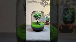 Decor Terrarium 101 terrariumart terrariumdesign miniterrarium terrariumlove terrariumdiy [upl. by Elaynad]