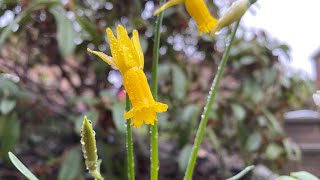 New first time collecting daffodil seeds  and sowing them instead of bulbs [upl. by Griffis258]