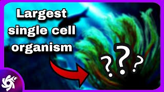 Worlds LARGEST single cell organism [upl. by Moe931]