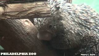 Philadelphia Zoo Prehensile Tailed Porcupine Baby Growing Up [upl. by Kenwee522]