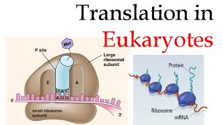 Protein translation in eukaryotes [upl. by Iht]