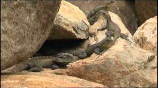 Gippsland Water Dragons at the ANBG repost [upl. by Atiloj829]