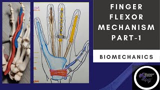 FINGER FLEXORS MECHANISM  PART 1  HAND COMPLEX BIOMECHANICSPhysiotherapy [upl. by Ahcsap613]