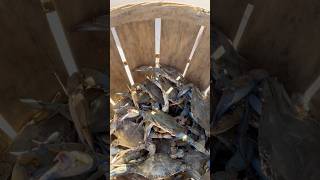 crabbing marylandbluecrab centerconsole trotline talbotcounty crabs [upl. by Ahola650]