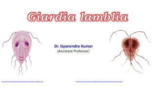 Giardia lamblia [upl. by Esineg]