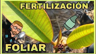 🍃ABONO fertilización foliar en PLUMERIAS la importancia de abonar las hojas🌴💛 [upl. by Hgielak]