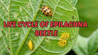 KNOW ABOUT⭕LIFE CYCLE⭕of Epilachna beetle  Henosepilachna vigintioctopunctata  lady Bird beetle [upl. by Iamhaj689]