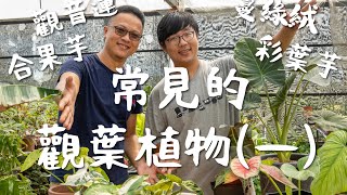 植人系列｜常見的觀葉植物一：合果芋、彩葉芋、蔓綠絨、觀音蓮 [upl. by Ysiad]