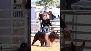 The moment amp the picture Karis showing at The Final Drive livestock show livestockshow showpigs [upl. by Yssirk]