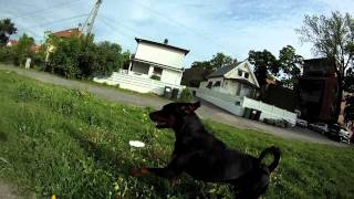 RottweilerDobermann mix running [upl. by Littman]