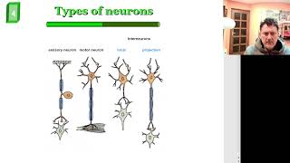 Neural communications and Immunogenetics [upl. by Tamas]