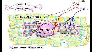 Functions of Muscle Spindles Intrafusal fibers [upl. by Ashjian]