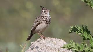 Crested lark singing [upl. by Rika242]