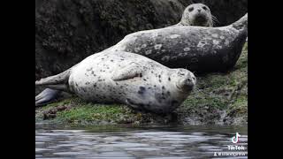 Harbor Seals of Lummi Island [upl. by Tamiko]