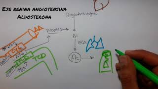 FISIOLOGÍA DEL SISTEMA RENINA ANGIOTENSINA ALDOSTERONA  Fácil y Practico 2018 [upl. by Jonna]