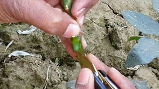 How to propagate rose by T budding [upl. by Komarek]