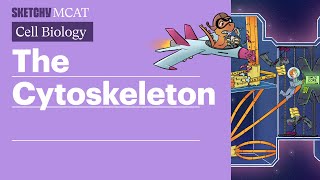 Cytoskeleton Components Functions amp Role in Cell Division Full Lesson  Sketchy MCAT [upl. by Kennet]