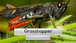 Grasshopper Sound  1min onWILD Ep1  DiogoOliveiraPhotography [upl. by Sac]