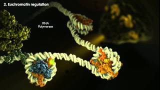 Epigenetics Tutorial [upl. by Yenaiv771]