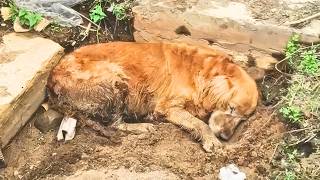 Elderly stray dog who had given up on life found love and happiness in its final three years [upl. by Hareehahs]