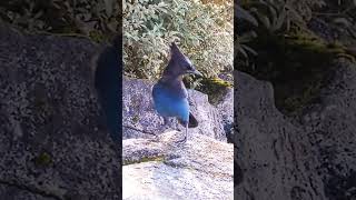 🤩Bossy Stellers Jay😂bird😍jay birdsounds wildlife bc canada shorts [upl. by Isaac]