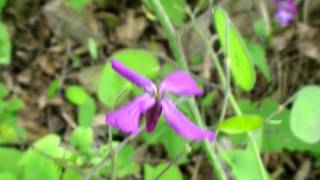 Money Plant Lunaria Annua [upl. by Eahsan223]