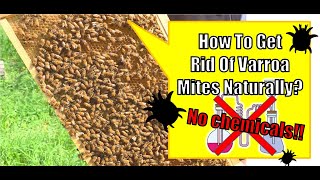 How To Get Rid Of Varroa Mites Naturally National Beekeeping Research and Development Institute [upl. by Oknuj]