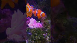 Clownfish Care in 45 Seconds 🐠 [upl. by Farr]