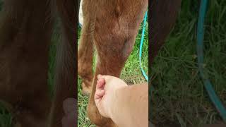 Equine Bot fly removal parasites so disgusting Two days in a row what a pain essential grooming [upl. by Madelene]