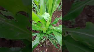 Fall Armyworm FAW atau ulat grayak Spodoptera frugiperda JE Smith [upl. by Pebrook899]