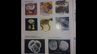 Exercices d’évaluation les fossilesl’échelle stratigraphiquele cycle sédimentaire [upl. by Ramirol230]