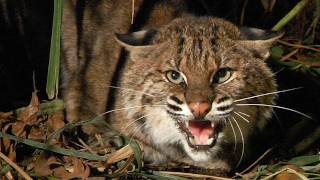 Bobcat vs Python 01 Bobcat attacks Python [upl. by Ottilie316]