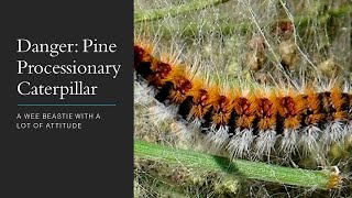 DANGER PINE PROCESSIONARY CATERPILLAR  A WEE BEASTIE WITH A LOT OF ATTITUDE [upl. by Nareht]