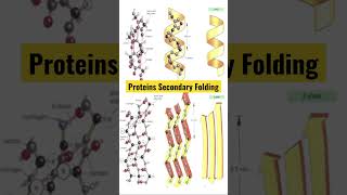 Protein structure [upl. by Rex]