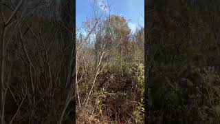 Removing shrubby encroachment on Fen michigan [upl. by Nylesor]