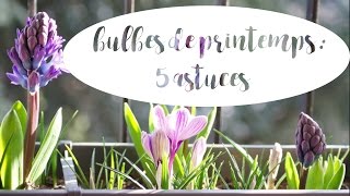 ✿ 5 astuces pour réussir les bulbes de printemps [upl. by Fancy499]