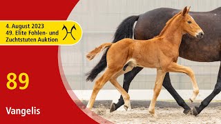 49th Verden Elite Foal OnLiveAuction Aug 4th No 89 Vangelis by Vitalis  Bordeaux [upl. by Martynne]